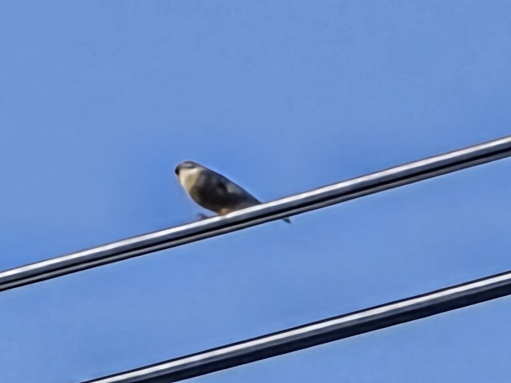 Galaxy S25 Ultra2300mm