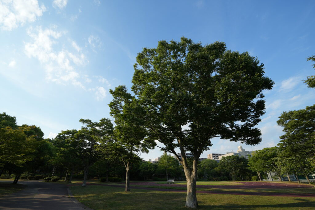 SEL16F18Gの木