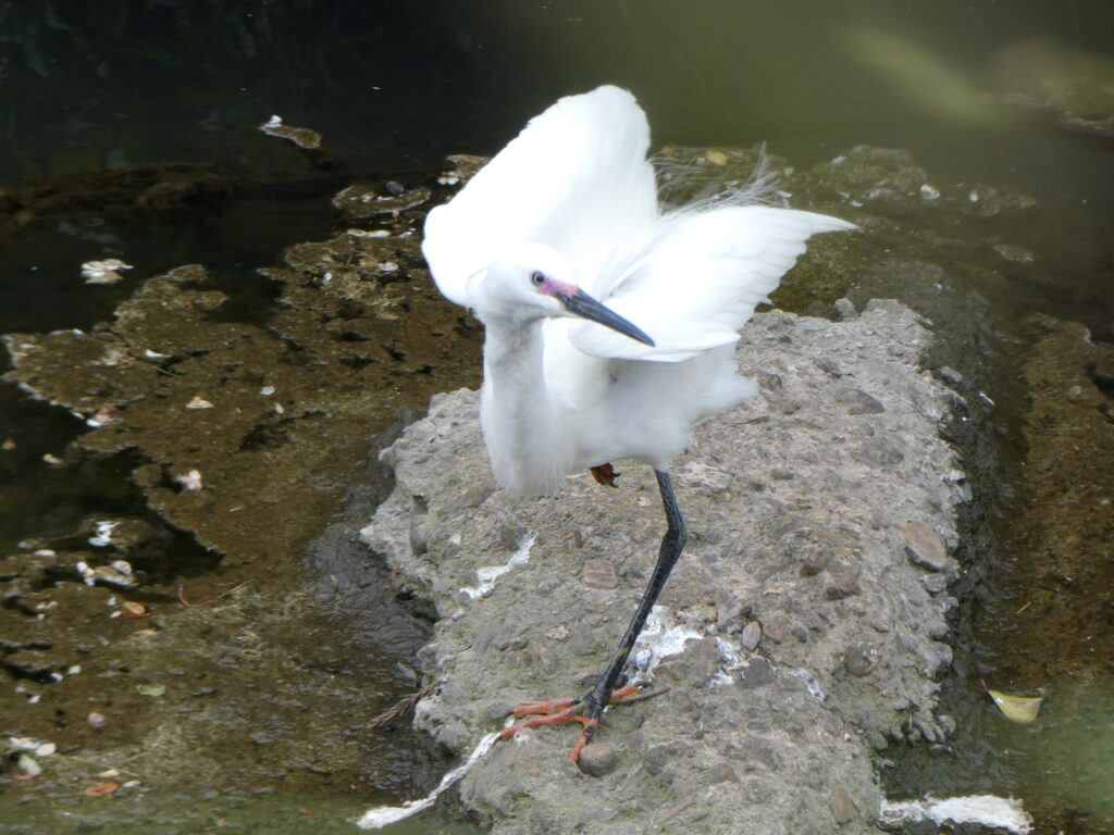 サギ