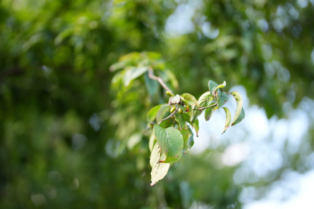 SEL50F12GM葉っぱ