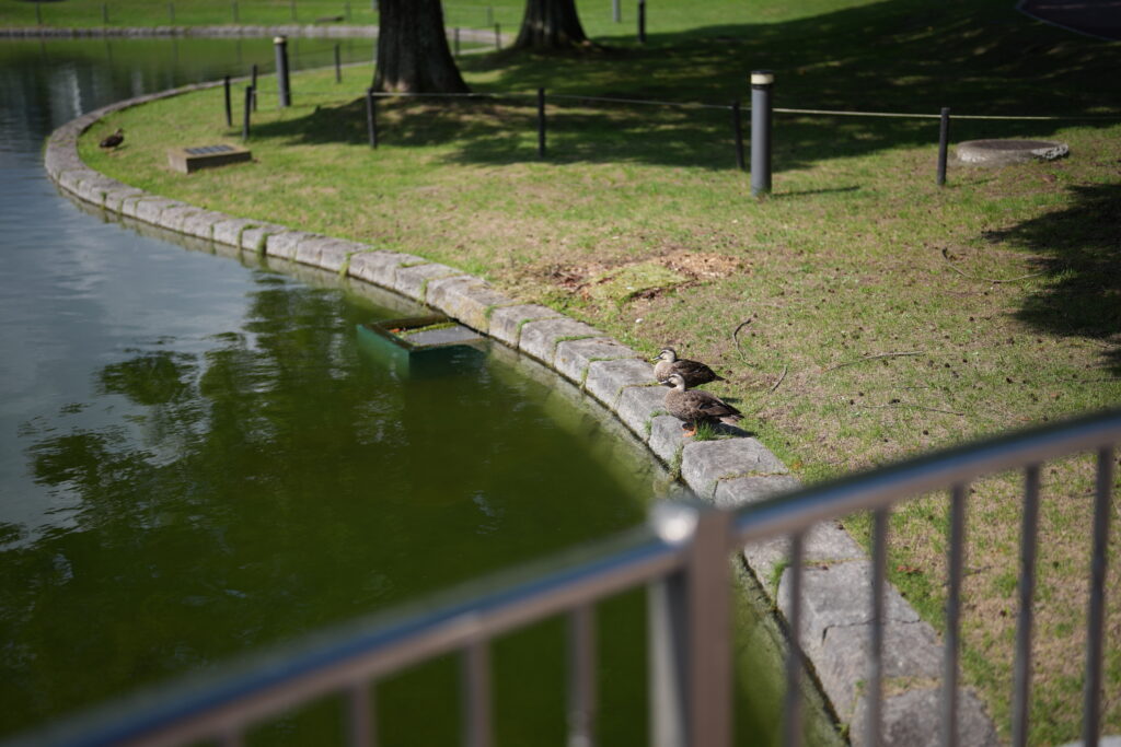 SEL50F12GM鴨
