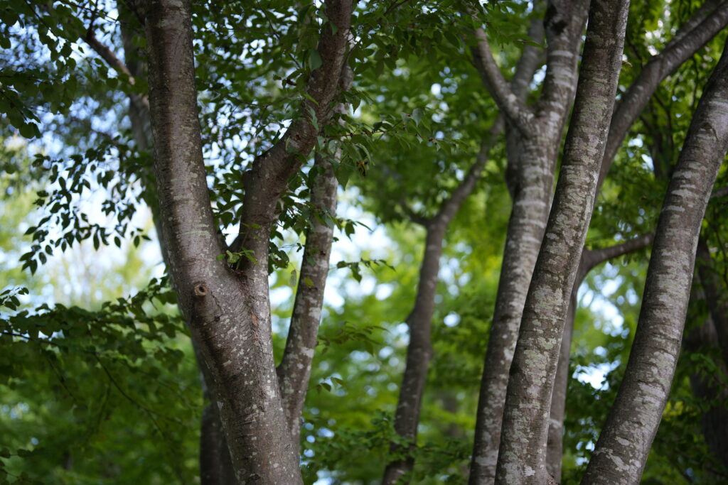 SEL50F12GM木々