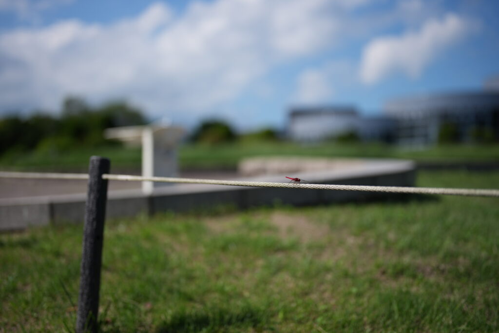 SEL50F12GMトンボ