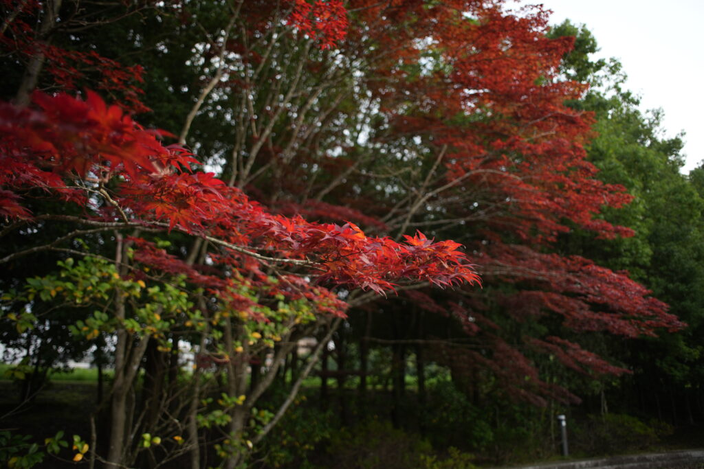 紅葉