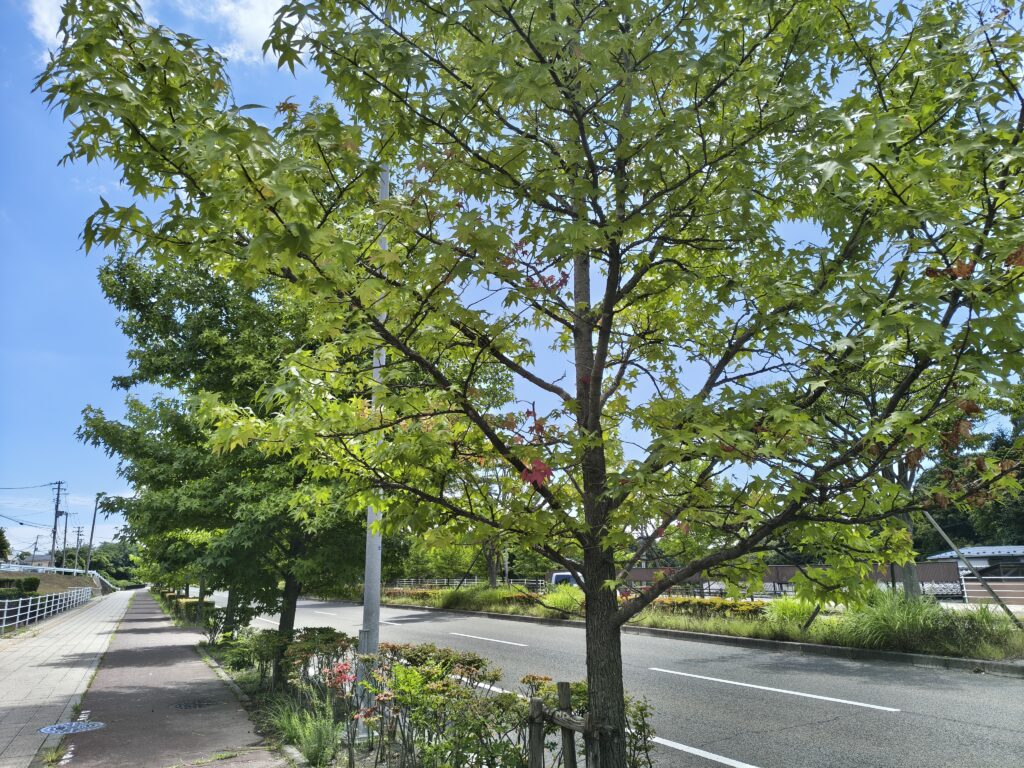 motorola edge 60 proの風景2
