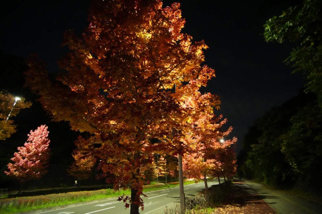 AF ZOOM 17-35mm F3.5 G夜景