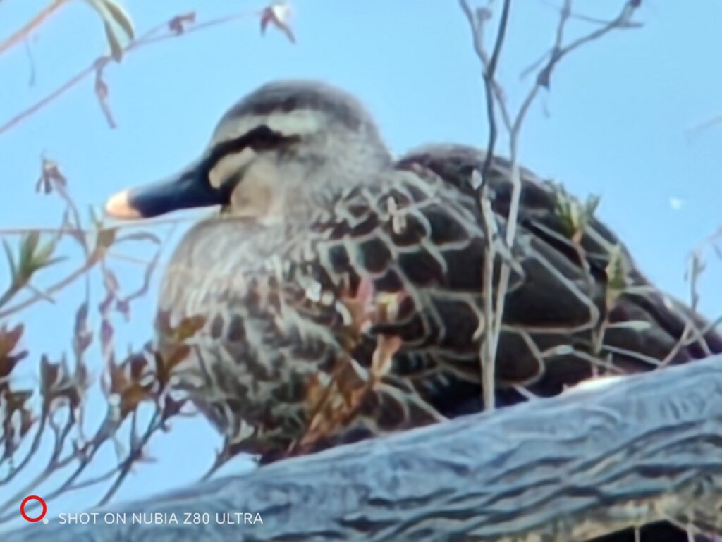 nubia Z80 Ultra最大ズーム時