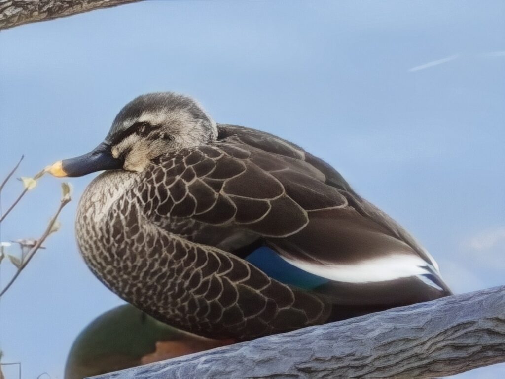 最大ズームかも