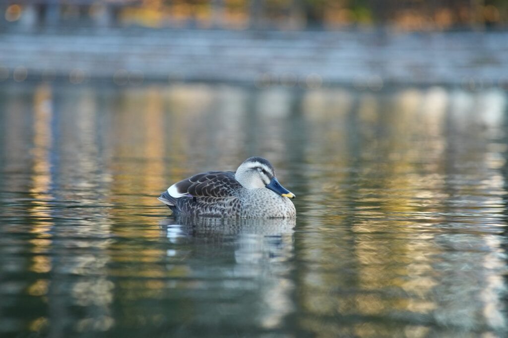 ミノルタのズームレンズ