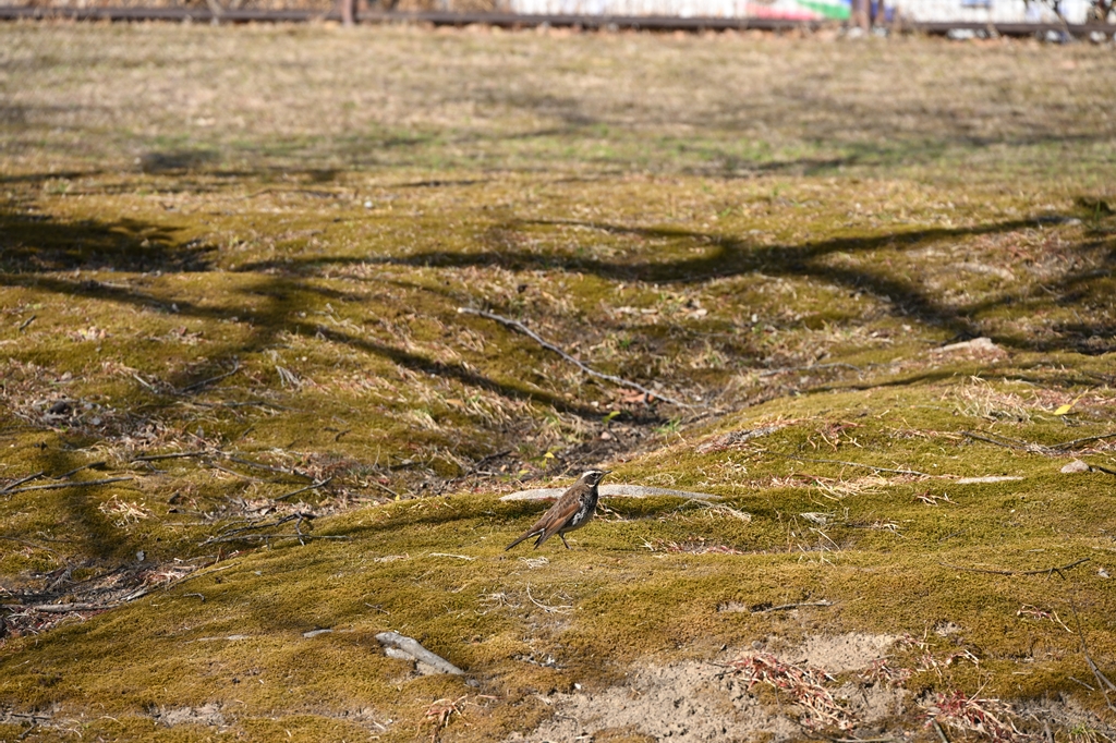 NIKKOR Z 24-200mm f/4-6.3 VR鳥