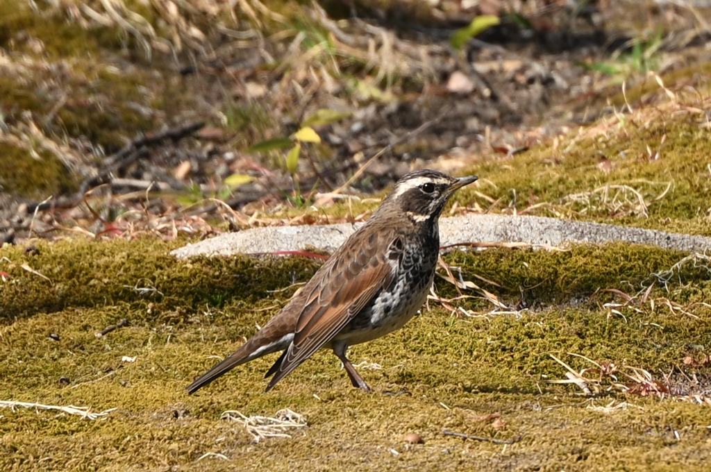 鳥のトリミング